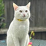 Blaise is registered to the contest to win money with this photo: cat, white_cat, yellow_collar, pet, animal, sitting, glass_table, outdoor, fence, greenery, calm, portrait, domestic_cat, feline, fur, whiskers, ears, tail, quiet, serene