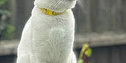 Blaise is registered to the contest to win money with this photo: cat, white_cat, yellow_collar, glass_table, outdoor, pet, animal, feline, sitting, fluffy, domestic_cat, toy, flower_toy, blurred_background, serene, looking_away, whiskers, tail, closeup, daylight