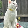 cat, white_cat, yellow_collar, glass_table, outdoor, pet, animal, feline, sitting, fluffy, domestic_cat, toy, flower_toy, blurred_background, serene, looking_away, whiskers, tail, closeup, daylight