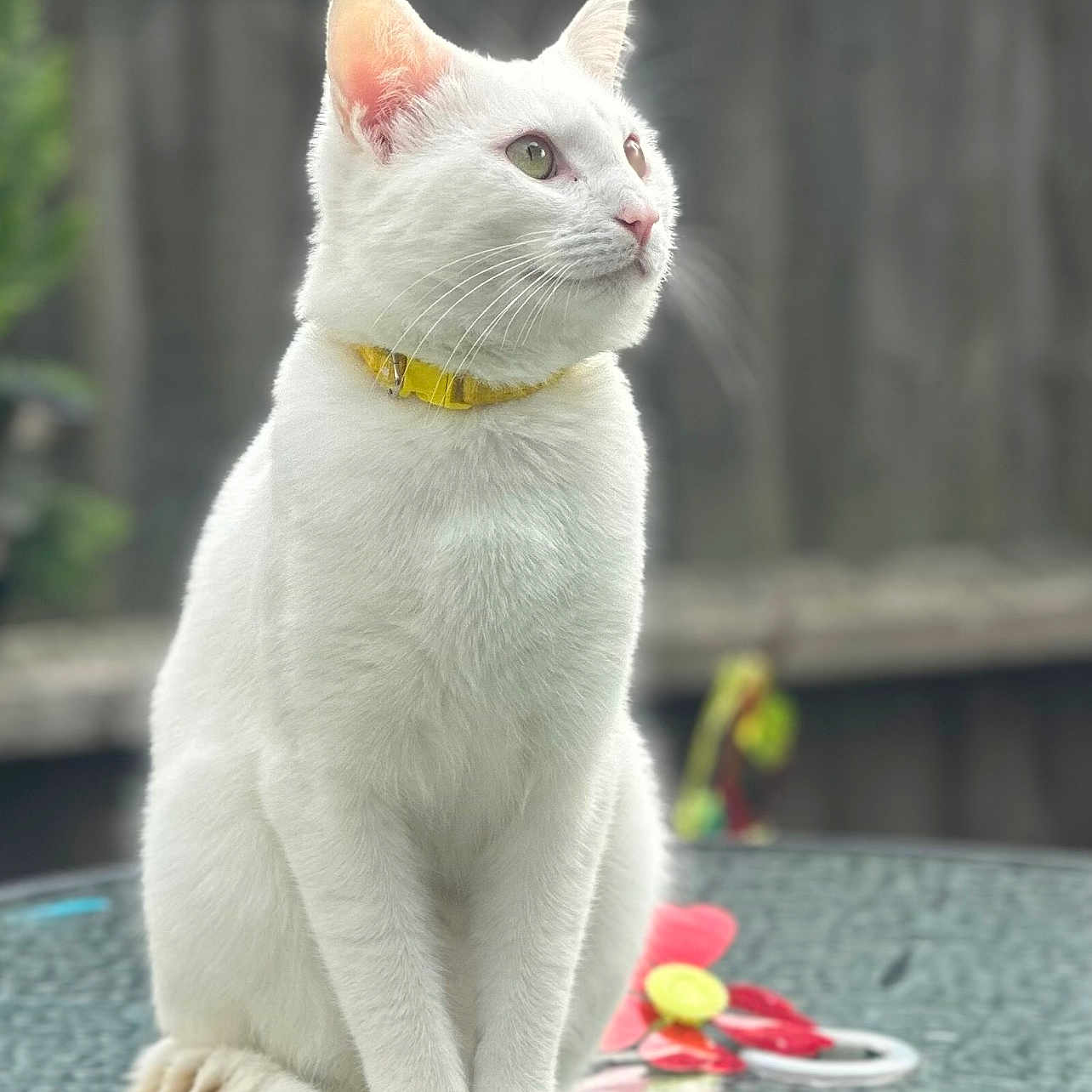 Blaise is registered to the contest to win money with this photo: animal, blurred_background, cat, closeup, daylight, domestic_cat, feline, flower_toy, fluffy, glass_table, looking_away, outdoor, pet, serene, sitting, tail, toy, whiskers, white_cat, yellow_collar