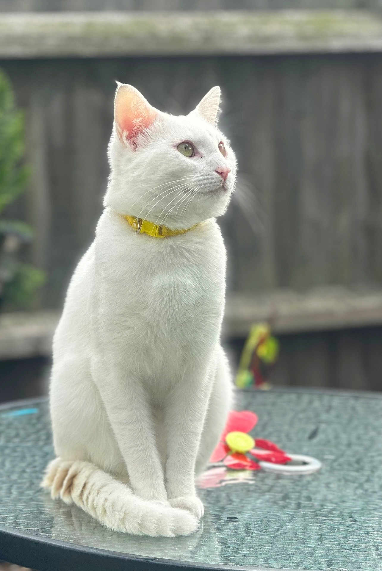 Blaise is registered to the contest to win money with this photo: cat, white_cat, yellow_collar, glass_table, outdoor, pet, animal, feline, sitting, fluffy, domestic_cat, toy, flower_toy, blurred_background, serene, looking_away, whiskers, tail, closeup, daylight
