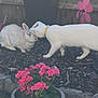 Blaise is registered to the contest to win money with this photo: cat, rabbit, animal, nuzzling, garden, flowers, pink_flowers, wood_chips, outdoor, pet, white_cat, fluffy_rabbit, yellow_collar, wooden_fence, plant_pot, green_leaves, nature, cute, small_animal, curious