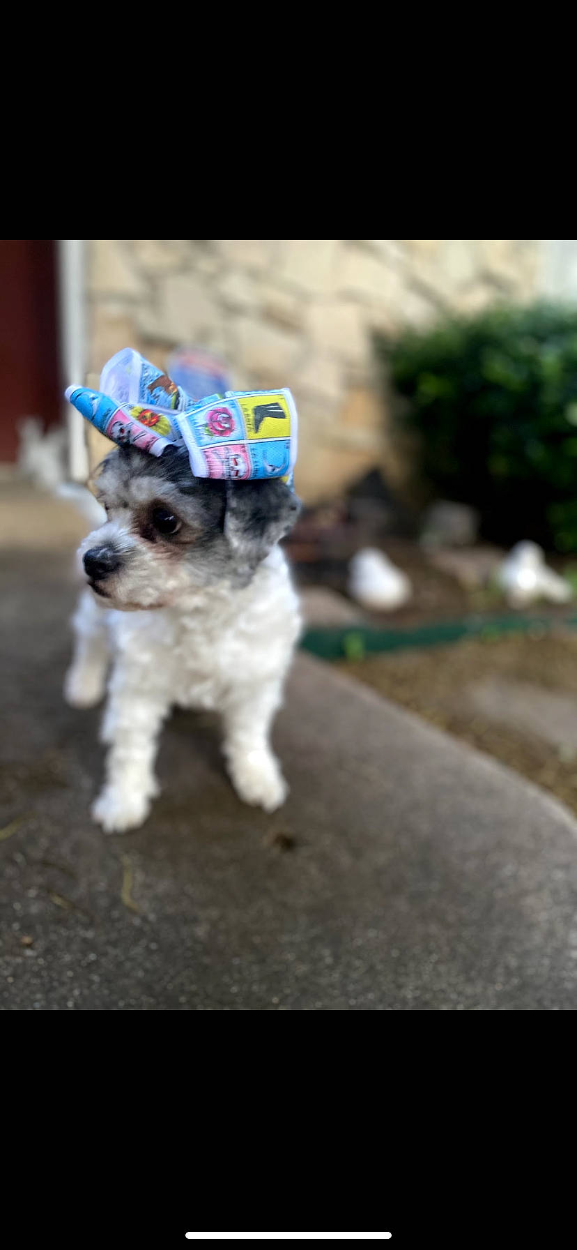 Pelusa joined the competition — help win amazing prizes! canidae, carnivore, collar, companion_dog, dog, dog_breed, dog_clothes, dog_collar, dog_supply, fashion_accessory, fawn, fur, hat, plant, small_terrier, snout, sporting_group, terrier, toy_dog, working_animal