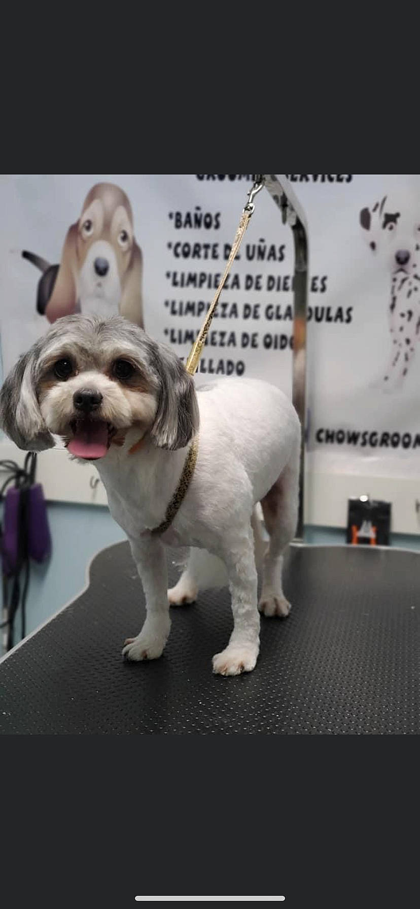 Pelusa is registered to the contest to win money with this photo: ancient_dog_breeds, canidae, carnivore, collar, companion_dog, dog, dog_breed, dog_collar, dog_supply, fashion_accessory, fur, leash, paw, pet_supply, recipe, snout, sporting_group, tail, toy_dog, working_animal