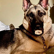 Sam joined the competition — help win amazing prizes! animal, bed, black_mask, bone, brown_fur, chain, chew_toy, close_up, collar, dog, domestic, ears, fur, german_shepherd, indoor, looking_at_camera, lying_down, pet, portrait, toy