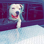 Ghost joined the competition — help win amazing prizes! dog, white_dog, car_window, vehicle, truck_bed, metal_surface, smiling_dog, pet, outdoor, residential_building, bushes, chain_collar, happy, tongue_out, daylight, transportation, window_frame, animal, canine, domestic_animal
