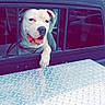 dog, white_dog, car_window, vehicle, truck_bed, metal_surface, smiling_dog, pet, outdoor, residential_building, bushes, chain_collar, happy, tongue_out, daylight, transportation, window_frame, animal, canine, domestic_animal