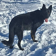 Sky a rejoint le concours — aidez-le/la à gagner de superbes lots ! dog, canine, black_coat, snow, winter, outdoor, tongue_out, standing, fur, ears, tail, pawprints, playful, pet, animal, sunlight, shadow, cold, park, portrait