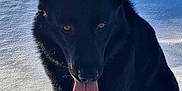Sky participe au concours pour gagner de l'argent avec cette photo : dog, canine, black_dog, snow, winter, tongue_out, black_fur, ears, eyes, pet, outdoor, sitting, paws, muzzle, cold, sunlight, shadow, portrait, close_up, playful