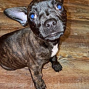 Clifford is registered to the contest to win money with this photo: puppy, dog, brindle, ears, wooden_floor, indoor, pet, curious, looking_up, small_dog, sitting, close_up, floor, sock, pink, fur, cute, animal, companion, domestic
