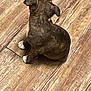 Clifford is registered to the contest to win money with this photo: puppy, dog, brindle, white_paws, wooden_floor, pet, young_dog, sitting, indoor, canine, animal, fur, cute, small, ears, back_view, domestic_animal, companion, flooring, household