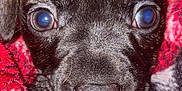 Clifford joined the competition — help win amazing prizes! puppy, dog, closeup, blanket, red, white, fur, nose, eyes, cute, cozy, pet, animal, young, snuggle, warm, soft, indoor, portrait, sleepy
