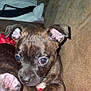 Clifford joined the competition — help win amazing prizes! puppy, dog, brindle, closeup, blanket, couch, indoor, pet, animal, cute, young, fur, ears, paw, resting, companion, domestic, canine, curious, soft
