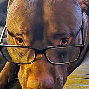 Floki joined the competition — help win amazing prizes! animal, brown_fur, canine, close_up, companion, cute, dog, domestic, expression, eyes, face, furry, glasses, indoors, pet, portrait, sitting, snout, warm_light, wearing