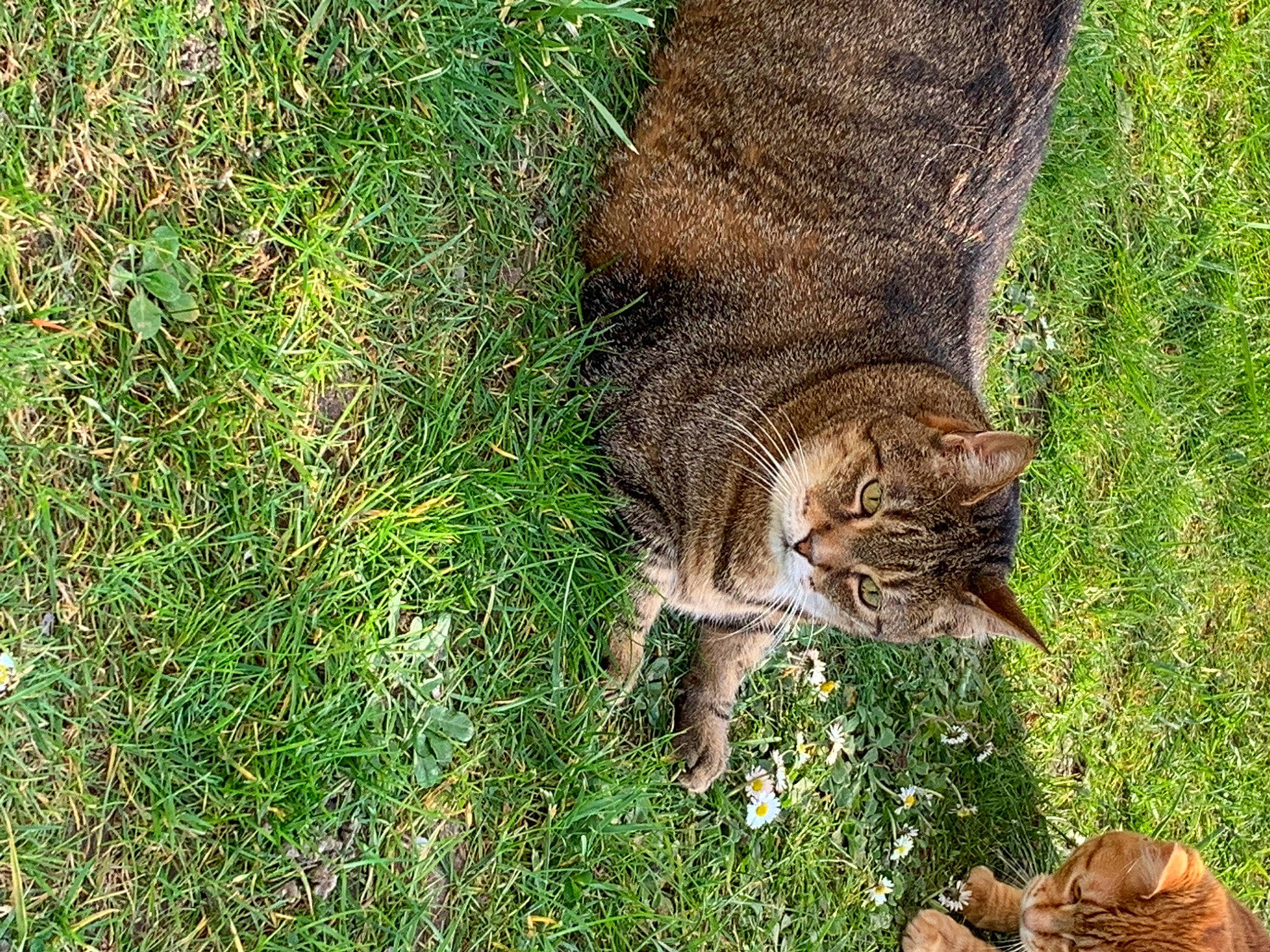 Cracotte participe au concours pour gagner de l'argent avec cette photo : carnivore, cat, domestic_short_haired_cat, fawn, felidae, fur, grass, grass_family, groundcover, lawn, people_in_nature, plant, small_to_medium_sized_cats, tail, terrestrial_animal, tree, trunk, whiskers, wildlife, wood