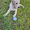 puppy, dog, golden_retriever, cream_fur, pink_collar, blue_toy, outdoors, grass, meadow, lying_down, portrait, pet, canine, floppy_ears, black_nose, brown_eyes, playful, nature, daylight, cute
