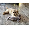 puppy, dog, golden, fluffy, lying_down, stuffed_animal, toy, bunny, wooden_floor, indoor, pet, cute, animal, canine, portrait, brown, cream, eyes, playful, photograph