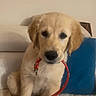 puppy, dog, golden_retriever, pet, animal, sitting, couch, sofa, blue_cushion, red_leash, collar, fluffy, golden_fur, brown_eyes, portrait, indoors, living_room, phone_screenshot, pet_photography, cute