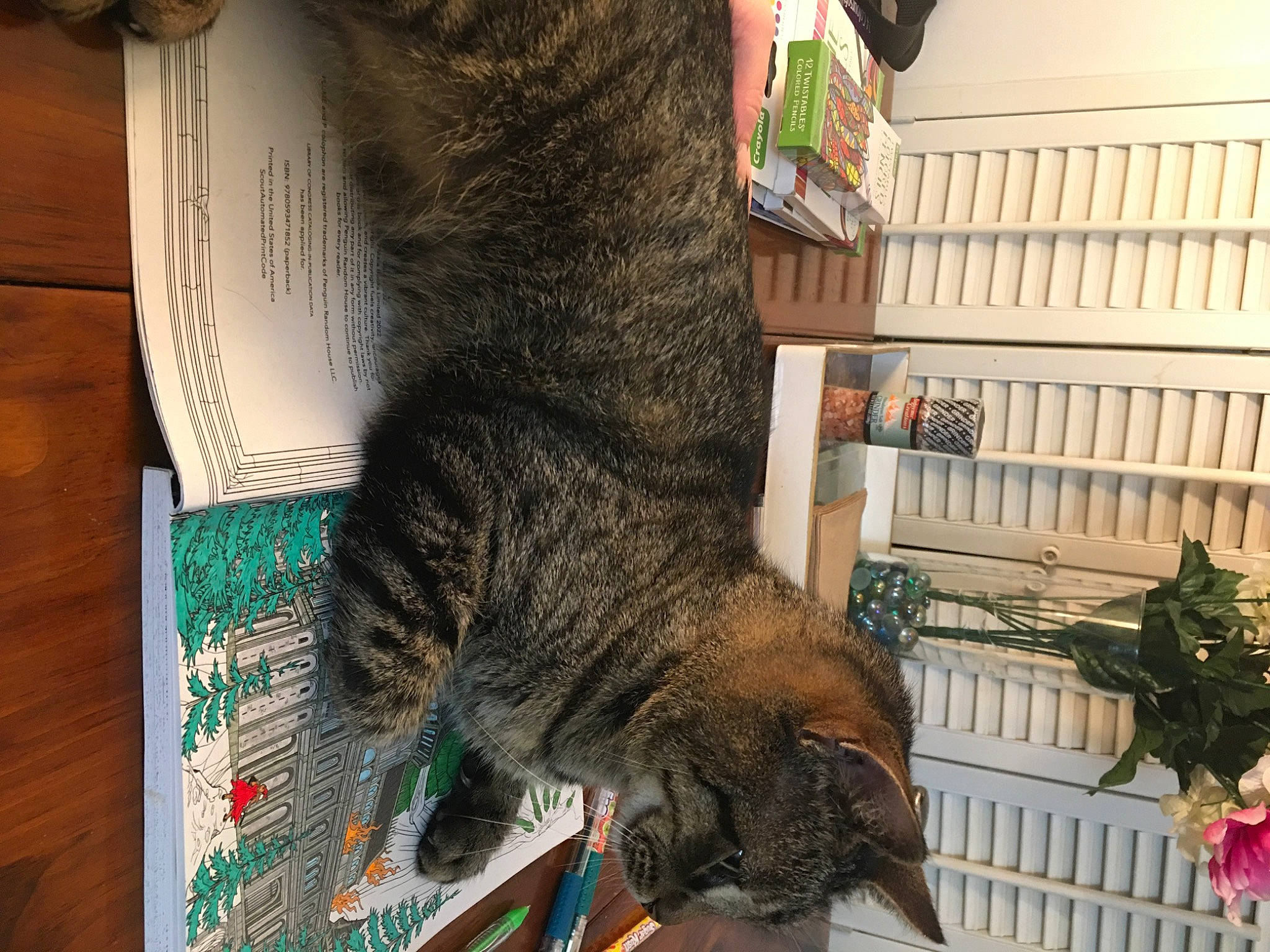 Kitten is registered to the contest to win money with this photo: carnivore, cat, domestic_short_haired_cat, felidae, fur, natural_material, small_to_medium_sized_cats, snout, tail, terrestrial_animal, tree, whiskers, wood