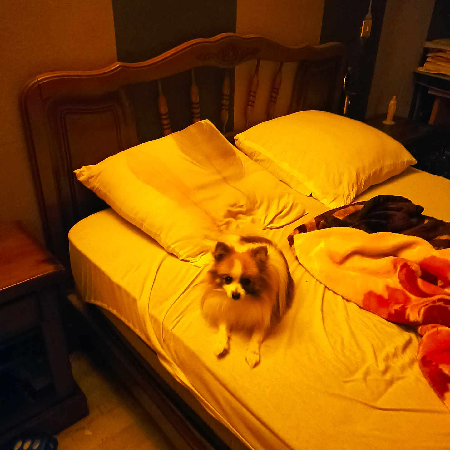 Spych a rejoint le concours — aidez-le/la à gagner de superbes lots ! bed, blanket, blanket_folded, comfortable, cozy, dog, domestic, floor, fur, furniture, indoor, pet, pillow, resting, room, sleep_area, small_dog, table, wooden_headboard, yellow_lighting