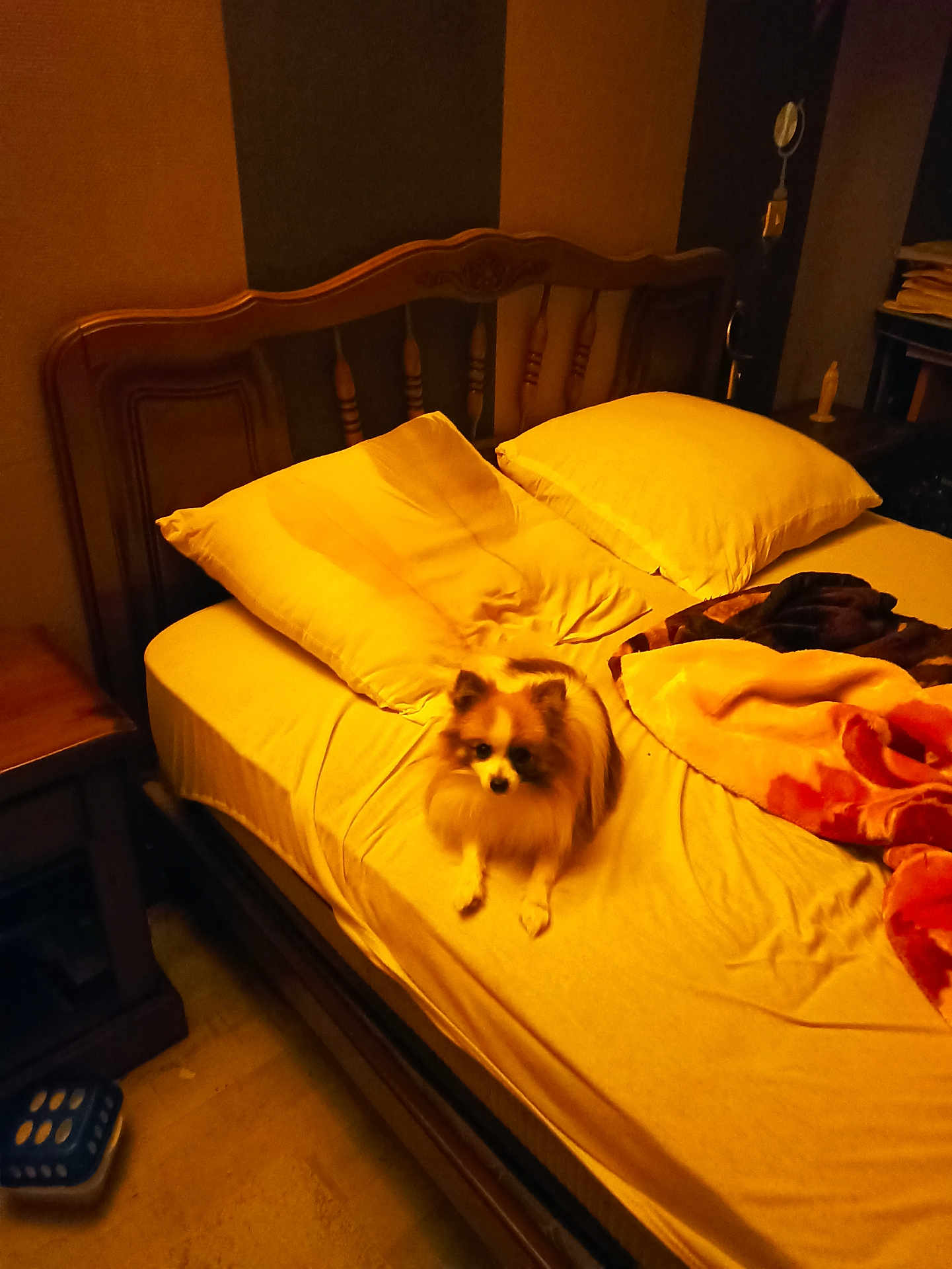 Spych a rejoint le concours — aidez-le/la à gagner de superbes lots ! bed, blanket, blanket_folded, comfortable, cozy, dog, domestic, floor, fur, furniture, indoor, pet, pillow, resting, room, sleep_area, small_dog, table, wooden_headboard, yellow_lighting