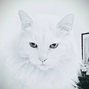 Sancho Gomez is registered to the contest to win money with this photo: cat, white_cat, close_up, feline, pet, animal, face, ears, fur, whiskers, indoor, portrait, eyes, looking, fluffy, mammal, cute, domestic_animal, head, furry