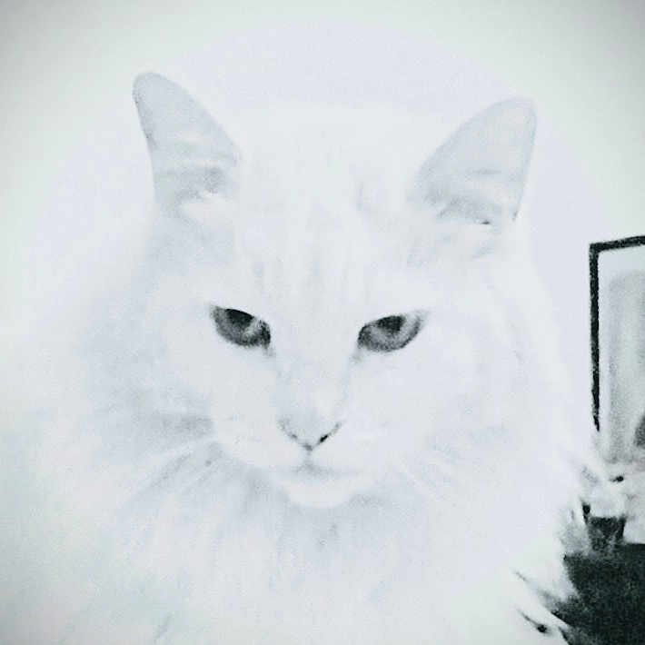 Sancho Gomez is registered to the contest to win money with this photo: animal, cat, close_up, cute, domestic_animal, ears, eyes, face, feline, fluffy, fur, furry, head, indoor, looking, mammal, pet, portrait, whiskers, white_cat