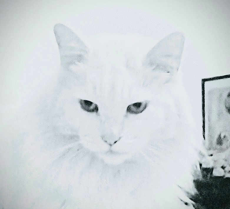 Sancho Gomez is registered to the contest to win money with this photo: cat, white_cat, close_up, feline, pet, animal, face, ears, fur, whiskers, indoor, portrait, eyes, looking, fluffy, mammal, cute, domestic_animal, head, furry