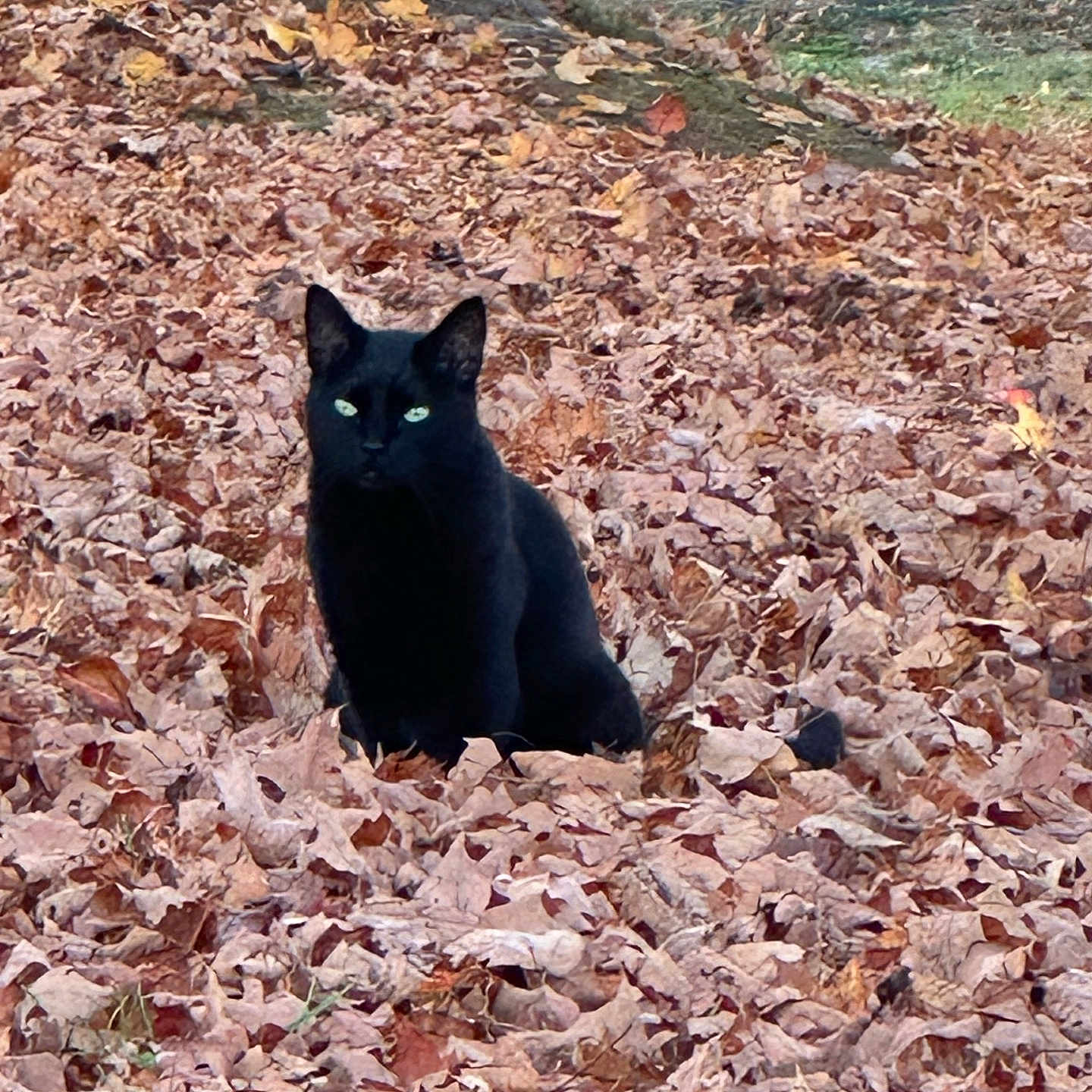 Sabrina joined the competition — help win amazing prizes! animal, autumn, black_cat, calm, cat, daylight, fall_leaves, feline, green_eyes, leaf_litter, leaves, nature, outdoor, park, quiet, road, seasonal, sitting, tree_trunk, wildlife