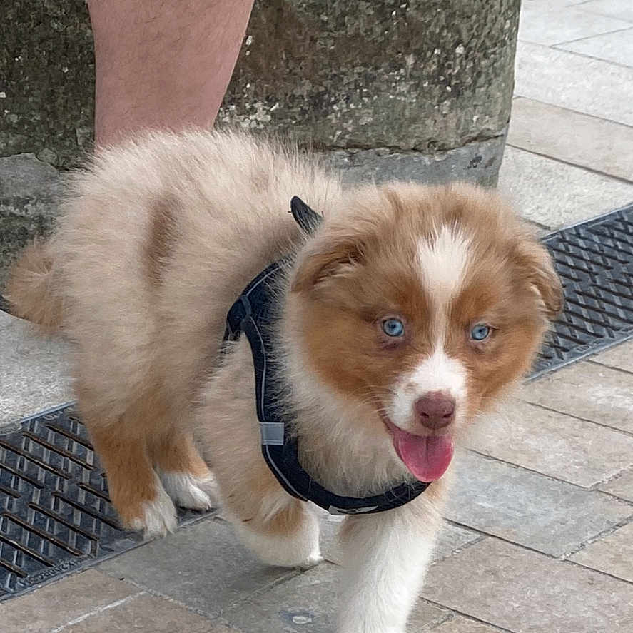 Athena a rejoint le concours — aidez-le/la à gagner de superbes lots ! adorable, animal, blue_eyes, brown_and_white, cute, dog, fluffy, harness, leg, outdoor, pavement, person, pet, playful, puppy, small, stone, tongue_out, walking, young