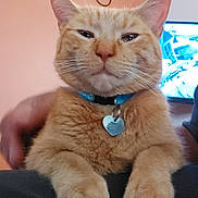 Sinba is registered to the contest to win money with this photo: animal, background, cat, closeup, collar, cute, domestic_cat, feline, fur, hand, heart_tag, indoor, orange_tabby, paw, pet, relaxed, resting, television, wall, whiskers