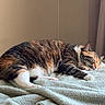 Luna joined the competition — help win amazing prizes! cat, tabby_cat, sleeping, blanket, indoor, cozy, pet, fur, soft_texture, resting, relaxation, animal, mammal, whiskers, paw, ear, bedroom, curtain, light, shadow