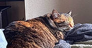 Luna is registered to the contest to win money with this photo: cat, tabby_cat, sleeping, cozy, blanket, clothing, indoor, sunlight, resting, feline, fur, pet, domestic_animal, comfort, relaxation, bed, texture, warm, peaceful, nap