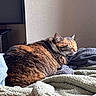 cat, tabby_cat, sleeping, cozy, blanket, clothing, indoor, sunlight, resting, feline, fur, pet, domestic_animal, comfort, relaxation, bed, texture, warm, peaceful, nap