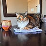 Luna is registered to the contest to win money with this photo: cat, calico_cat, towel, table, mug, ceramic_mug, mirror, reflection, door, wall, household_items, indoor, pet, feline, animal, resting, green_eyes, closeup, domestic, cozy