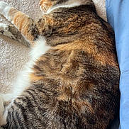 Luna is registered to the contest to win money with this photo: cat, tabby, sleeping, cozy, blanket, pillow, feline, fur, resting, indoor, pet, cute, animal, striped, soft, relaxed, comfort, household, nap, mammal