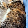 cat, tabby, sleeping, cozy, blanket, pillow, feline, fur, resting, indoor, pet, cute, animal, striped, soft, relaxed, comfort, household, nap, mammal