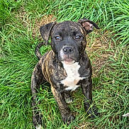 Boss participe au concours pour gagner de l'argent avec cette photo : dog, puppy, brindle, grass, outdoor, pet, animal, young_dog, cute, sitting, nature, canine, fur, ears, eyes, nose, white_marking, greenery, playful, adorable