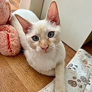 Snow participe au concours pour gagner de l'argent avec cette photo : animal, blanket, blue_eyes, cat, close_up, cream_colored, cute, domestic_cat, feline, indoor, looking_at_camera, paw_print, pet, plush_toy, relaxed, resting, soft_texture, whiskers, wooden_floor, young_cat