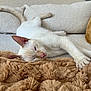 Snow participe au concours pour gagner de l'argent avec cette photo : animal, blanket, cat, comfortable, couch, cozy, cute, ears, feline, fur, home, indoor, paw, pet, relaxation, resting, sleeping, soft, tail, whiskers