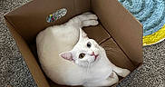 Pumba is registered to the contest to win money with this photo: cat, white_cat, cardboard_box, carpet, indoor, heterochromia, blue_eye, yellow_eye, pet, feline, curious, relaxed, looking_up, floor_rug, colorful_rug, home, cozy, box, animal, domestic_animal