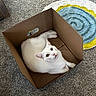 cat, white_cat, cardboard_box, carpet, indoor, heterochromia, blue_eye, yellow_eye, pet, feline, curious, relaxed, looking_up, floor_rug, colorful_rug, home, cozy, box, animal, domestic_animal