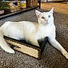 Pumba is registered to the contest to win money with this photo: cat, white_cat, heterochromia, drawer, carpet, indoor, pet, feline, animal, relaxed, resting, home, cozy, fur, paw, tail, curious, cute, domestic, laying_down