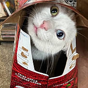 Pumba is registered to the contest to win money with this photo: cat, white_cat, heterochromia, green_eye, blue_eye, cardboard_box, beer_carton, busch, hand, curious, pet, indoor, carpet, animal, feline, playful, hiding, closeup, cute, funny