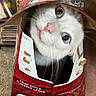 cat, white_cat, heterochromia, green_eye, blue_eye, cardboard_box, beer_carton, busch, hand, curious, pet, indoor, carpet, animal, feline, playful, hiding, closeup, cute, funny