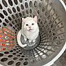 Pumba joined the competition — help win amazing prizes! cat, white_cat, heterochromia, laundry_basket, grey, curious, looking_up, indoor, flooring, pattern, pet, animal, feline, cute, sitting, close_up, domestic, household, expression, portrait