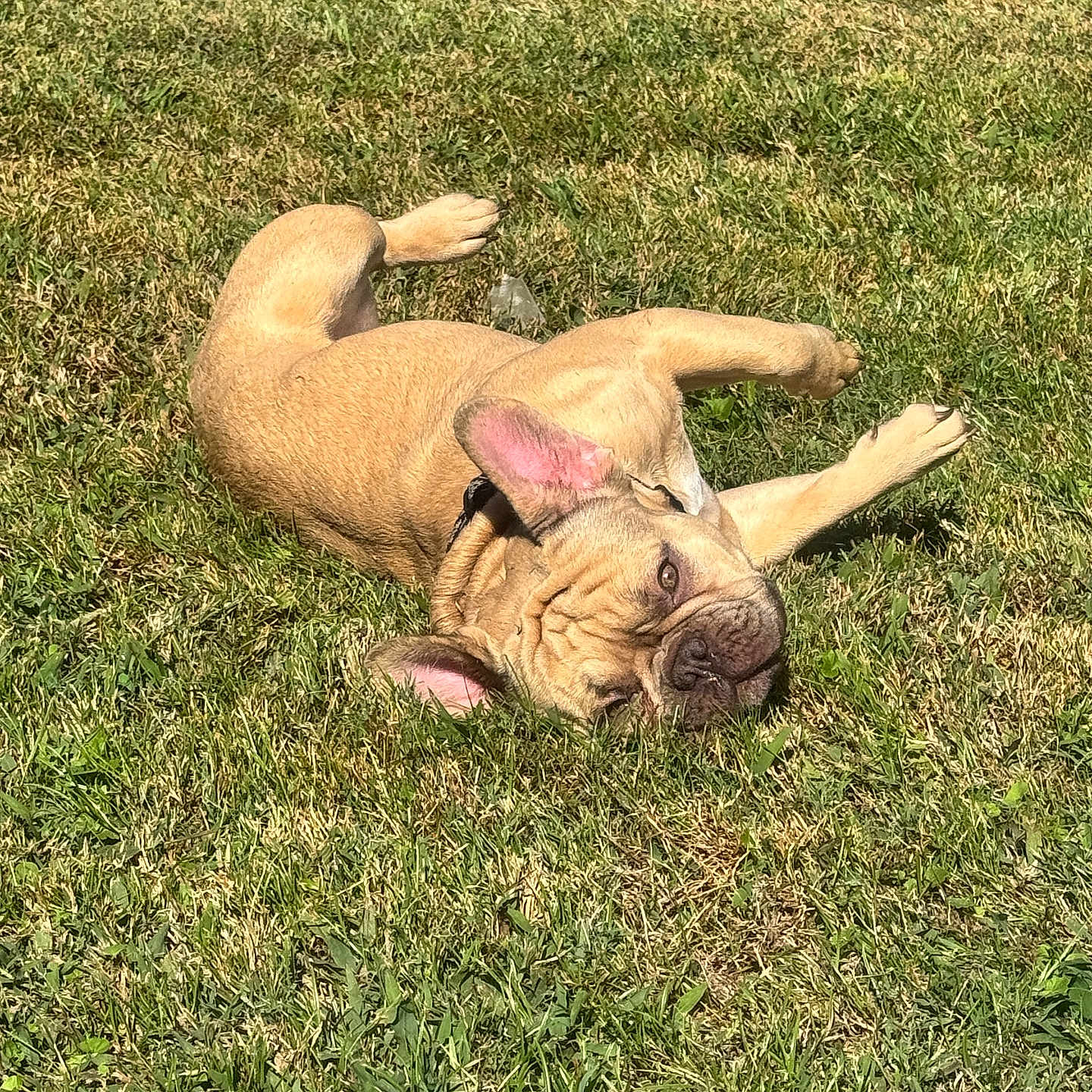 Tank is registered to the contest to win money with this photo: animal, boxer, bulldog, canine, dog, field, frenchbulldog, grass, grassland, lawn, nature, outdoors, park, person, pet, pitbull, plant, puppy, summer, yard