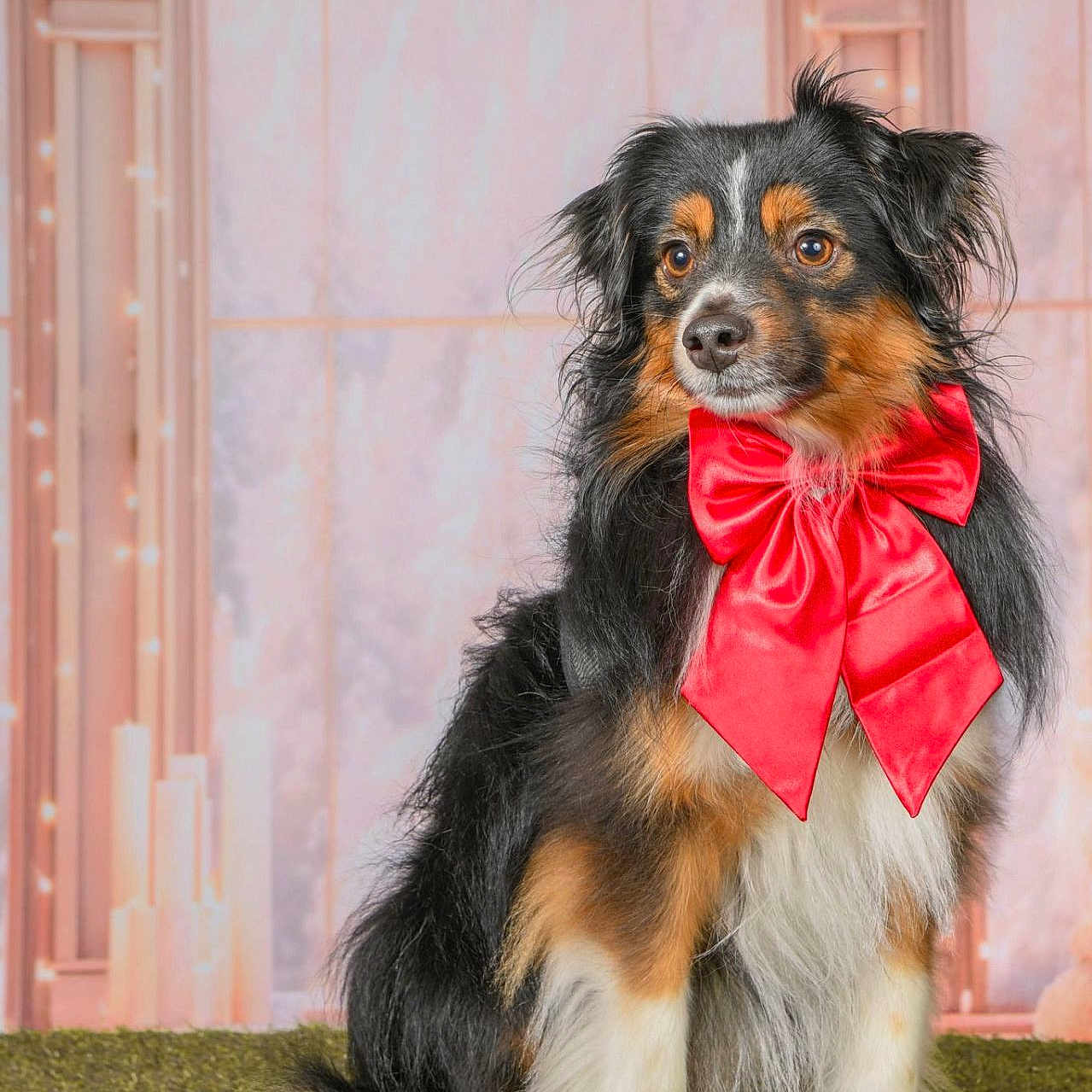 Shadow a rejoint le concours — aidez-le/la à gagner de superbes lots ! accessories, animal, bowtie, canine, cockerspaniel, collie, dog, face, flower, formalwear, head, headband, hound, papillon, person, pet, photography, portrait, puppy, tie