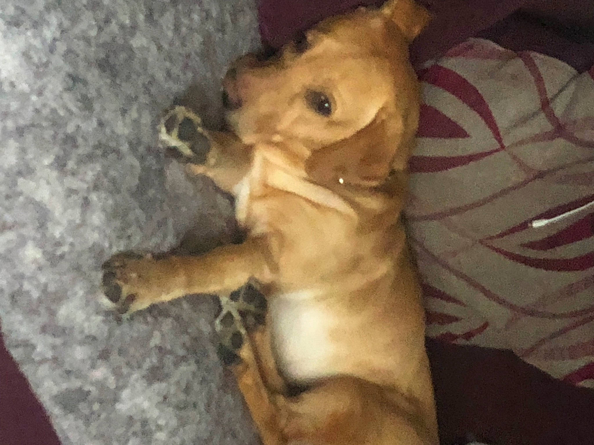 Jess joined the competition — help win amazing prizes! canidae, carnivore, comfort, companion_dog, dog, dog_breed, fawn, felidae, fur, paw, pleased, snout, sporting_group, stuffed_toy, tail, toy, toy_dog, watch, wood, working_animal