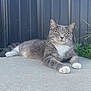 cat, gray_cat, white_paws, outdoor, fence, concrete, greenery, relaxed, pet, animal, fur, whiskers, ears, alert, lying_down, daylight, nature, sidewalk, domestic_cat, portrait